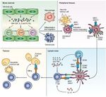 PROCESAMIENTO DE LAS LESIONES DEL ADN: REPARACION Y MUTAGENESIS. RESPUESTA ADAPTATIVA