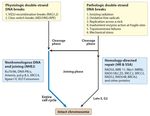 PROCESAMIENTO DE LAS LESIONES DEL ADN: REPARACION Y MUTAGENESIS. RESPUESTA ADAPTATIVA