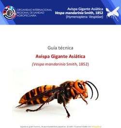 Avispa Gigante Asiática - (Vespa mandarinia Smith, 1852) Guía técnica - SAG