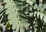 ADICIONES A LA FLORA ALÓCTONA VALENCIANA DE ORIGEN ORNAMENTAL - Flora alóctona valenciana ornamental