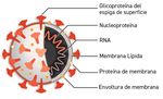 GENERALIDADES VIRUS SARS COV2 - JEANNETTE DABANCH PE&Ntilde;A INTERNISTA INFECTOLOGA HOSPITAL CLINICO U DE CHILE PROGRAMA DE ENFERMEDADES INFECCIOSAS DEL ...