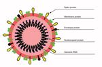 GENERALIDADES VIRUS SARS COV2 - JEANNETTE DABANCH PE&Ntilde;A INTERNISTA INFECTOLOGA HOSPITAL CLINICO U DE CHILE PROGRAMA DE ENFERMEDADES INFECCIOSAS DEL ...
