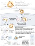GENERALIDADES VIRUS SARS COV2 - JEANNETTE DABANCH PE&Ntilde;A INTERNISTA INFECTOLOGA HOSPITAL CLINICO U DE CHILE PROGRAMA DE ENFERMEDADES INFECCIOSAS DEL ...
