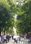 ARBRES PER VIURE Pla director de l'arbrat de Barcelona 2017 - 2037 - Ajuntament ...