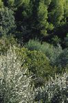 ARBRES PER VIURE Pla director de l'arbrat de Barcelona 2017 - 2037 - Ajuntament ...
