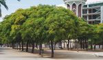 ARBRES PER VIURE Pla director de l'arbrat de Barcelona 2017 - 2037 - Ajuntament ...