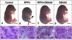 Efectos de la Aspirina en Fetos de Rata con Reducci&oacute;n de la Presi&oacute;n de la Perfusi&oacute;n Uterina - SciELO