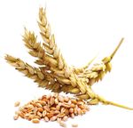 EXPECTATIVAS AGROALIMENTARIAS - MAYO 2021