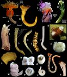 Serpulidae Rafinesque, 1815 - J. Rolando Bastida-Zavala & Juan Pablo S&aacute;nchez-Ovando