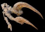 Megaraptor namunhuaiquii, un - enigmático dinosaurio del Cretácico de Patagonia